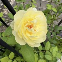 ハイビスカス,ブッドレア,ヴァネッサ・ベル,バラ、薔薇、ばら,黄色いバラの画像