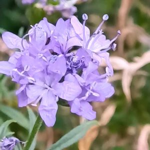 プチロータスジョーイ,クレマチス キャプリン,ギリア　レプタンサス,鉢植え,地植えの画像