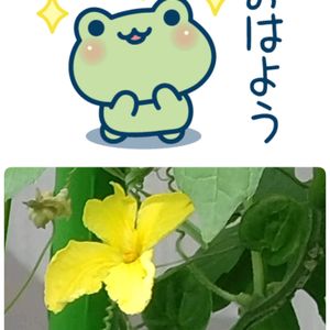ゴーヤ,ゴーヤの花,黄色い花,プランター栽培,月曜日はビタミンカラーの画像