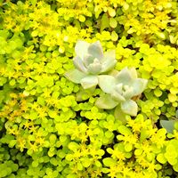 マルバマンネングサ,多肉植物,うどん県人会,うどん県西支部,小さな庭の画像