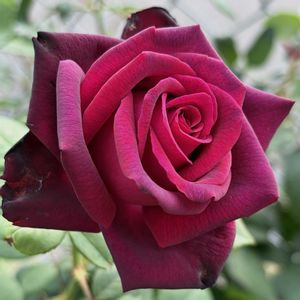 グレーフィンディアナ,セラフィム,バラ 鉢植え,ばら バラ 薔薇の画像