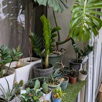 モンステラ,ガジュマル,フェルニア,サクラフブキ,多肉植物の画像