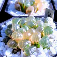 ハオルチア,ハオルチア オブツーサ,多肉植物,ハオルチア属,多肉大好きの画像
