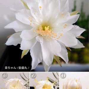 サボテン,金盛丸,多肉植物,育てやすい多肉植物,普及種の画像