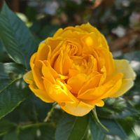 ラズベリー,黄モッコウバラ,黄色い薔薇,黄色い薔薇,ラズベリー　実の画像