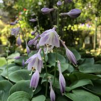 イワヒバ,ギボウシ,ギボウシ（ホスタ）,鉢植え,ガーデニングの画像