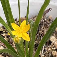 オモト,黄花アッツ桜,日本イカリソウの画像