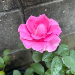 バラ,キッチン,玄関アプローチの画像