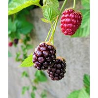 ラズベリー,ラズベリー,花のある暮らし,可愛い実,お散歩道の画像