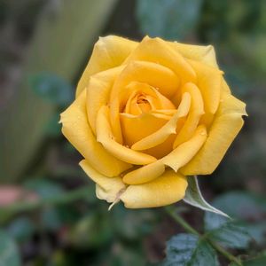バラ(黄),バラ(黄),ウッドデッキ,今日のお花の画像