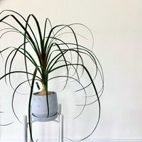 トックリラン,トックリラン(ポニーテール),オオミズアオ　蛾,植え替え,塊根植物の画像