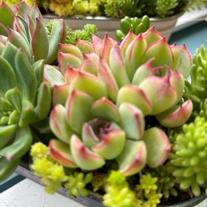 多肉色々,多肉植物寄せ植え,多肉大好き,ガーデニング,セダム大好きの画像