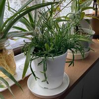 リプサリスの画像