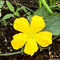 ヘチマ,散歩の途中の画像
