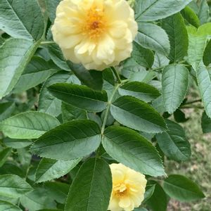 鉢植え,ガーデニング,黄色い花,黄色いバラ,植木鉢の画像