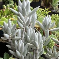 ランタナ,銀月,熊童子,セネシオ属,花のある暮らしの画像