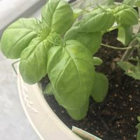 スイートバジル,スイートバジル,鉢植え,葉っぱ,シソ科の画像