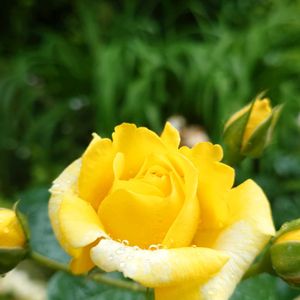 バラ（黄）,バラ(黄),バラ(黄),今日のお花,はるの画像