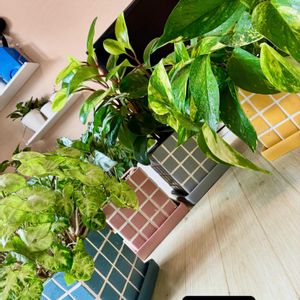 シンゴニウム,ペペロミア,ポトス,カラテア,観葉植物の画像