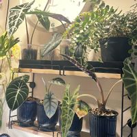アロカシア,観葉植物,成長記録,元気！,新葉の画像
