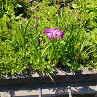 カキツバタ,マーガレット,ユキノシタ,西洋タンポポ,山野草の画像