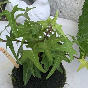 アイビー,苔玉,ありがとう♡,放ったらかし隊,めんこ〜い(｡•ᴗ•｡)♡の画像