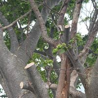 ケヤキの画像