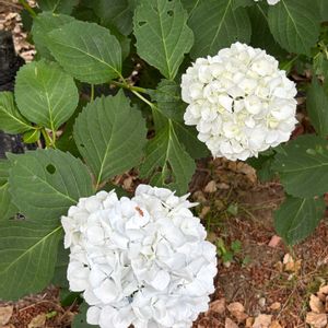 紫陽花,お出かけ先の画像