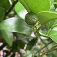 アセビ,アズキナシ,ヤマコウバシ,シークヮーサー,ソヨゴ﹙冬青﹚の画像