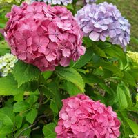 アザミ,アジサイ,ブルースター,ピンクの花,いつもありがとう♡の画像