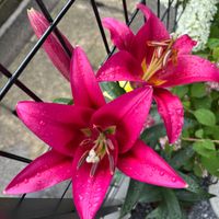 鉢植え,花壇,ガーデニング,自宅,2026スタートの画像