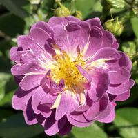 バラ,バラ,公園,鉢植え,花壇の画像