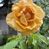 バラ,バラ,公園,鉢植え,花壇の画像
