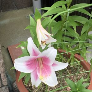 エントランス,玄関の画像