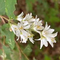 ウツギの画像