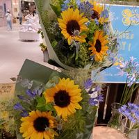 ヒマワリ,向日葵,ヒマワリの種,銀葉ヒマワリ,シロタエヒマワリ(白妙向日葵/ギンヨウヒマワリ<銀葉向日葵>)の画像
