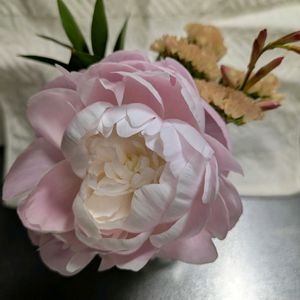 シャクヤク,スターチス,ワトソニア,ルスカス,キッチンの画像
