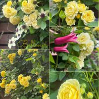 薔薇・ベルメール,ビタミンカラー,花のある暮らし,バラを楽しむ,富山支部の画像