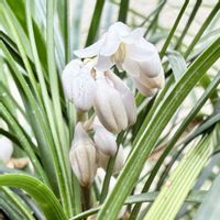 リュウノヒゲ,リュウノヒゲ,リュウノヒゲの花,いまにわの画像