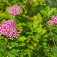 キリンソウ,シモツケ ,ヤマホタルブクロ,植物園,山野草の画像