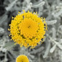 サントリナ,我が家の花壇の画像