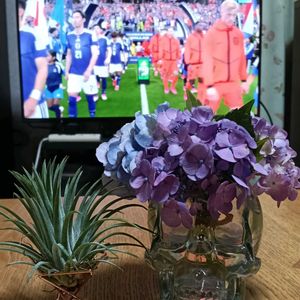 アジサイ,アジサイ,チランジア,花のある暮らし,幸せな時間の画像