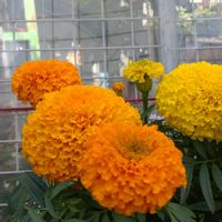 マリーゴールド,鉢植え,ガーデニング,植え込み,大谷翔平の画像