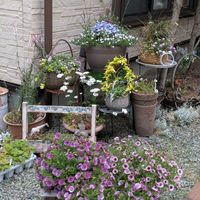 寄せ植え,多肉植物,多肉寄せ植え,ガーデニング,GSのみなさんに感謝♡の画像