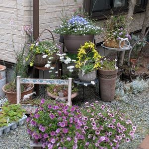 寄せ植え,多肉植物,多肉寄せ植え,ガーデニング,GSのみなさんに感謝♡の画像