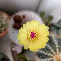 サボテン,河内丸,多肉植物,多肉寄せ植え,花のある暮らしの画像