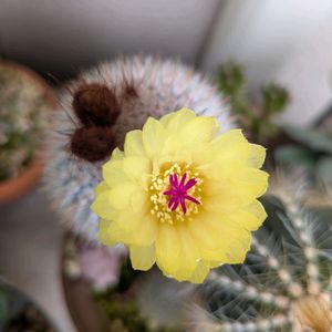 サボテン,多肉植物,多肉寄せ植え,花のある暮らし,さぼてんの画像