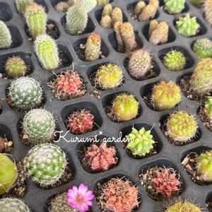 サボテン,サボテン,セダム,多肉,多肉植物の寄植えの画像