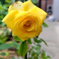虹の玉,クリーム美人,ペチュニアレイシャドウ,花のある暮らし,今日のお花の画像