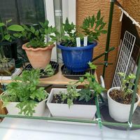 寄植え,鉢替え,バルコニーの画像